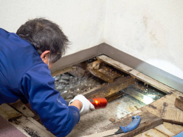 Mold Removal Process in Lowell, IN