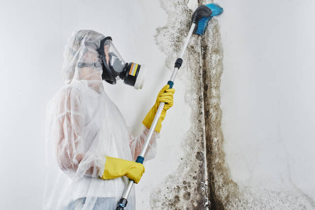 Best Home Mold Removal  in Lowell, IN