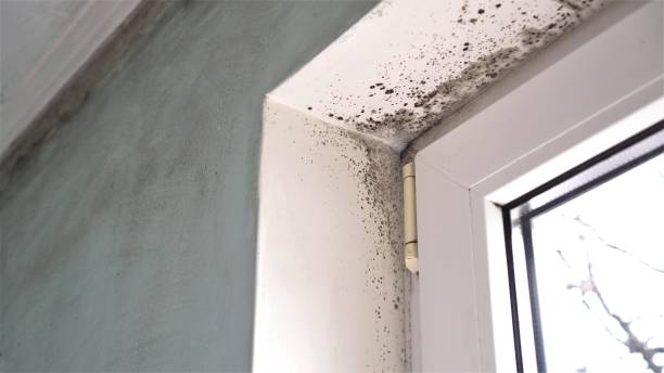 Best Mold Removal Process  in Lowell, IN