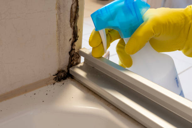 Best Professional Mold Removal  in Lowell, IN
