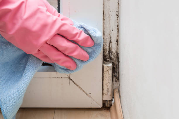 Best Black Mold Removal  in Lowell, IN