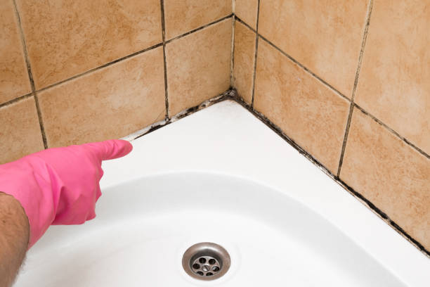 Best Emergency Mold Removal  in Lowell, IN