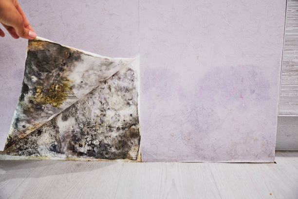 Best Mold Damage Repair  in Lowell, IN